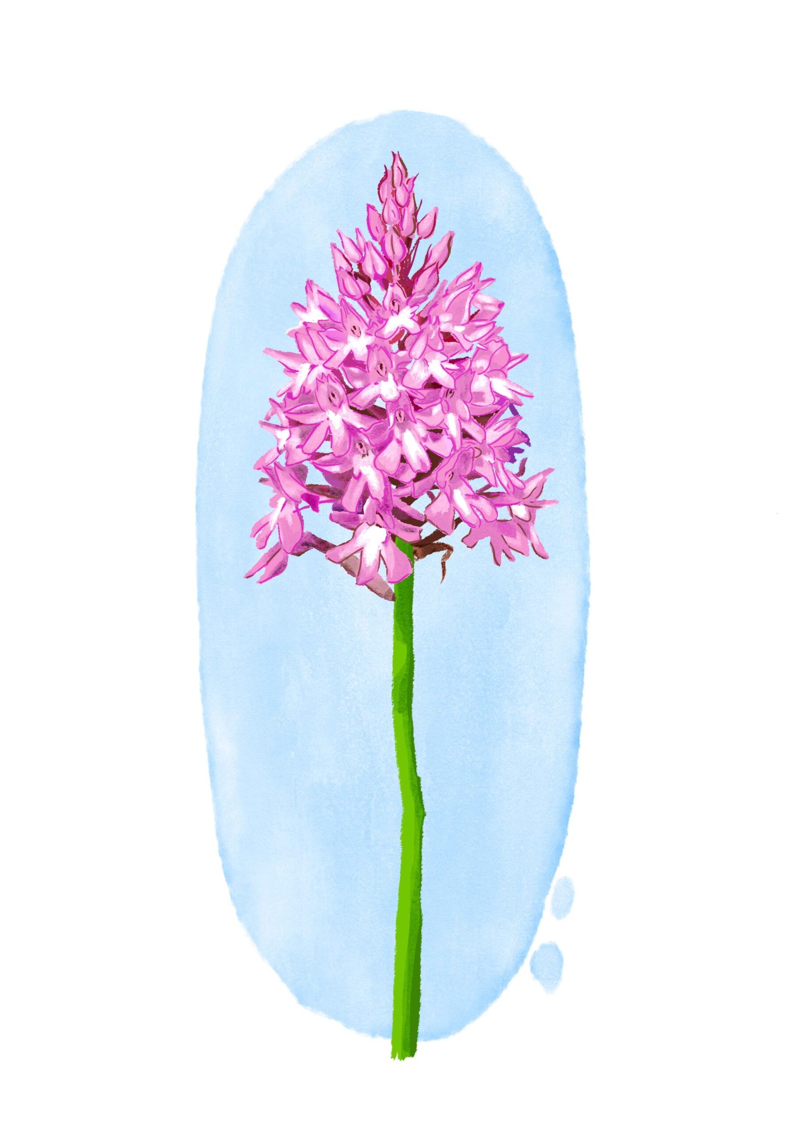 Orchys pyramidal / Illustration pour parc naturel pour Ekodev