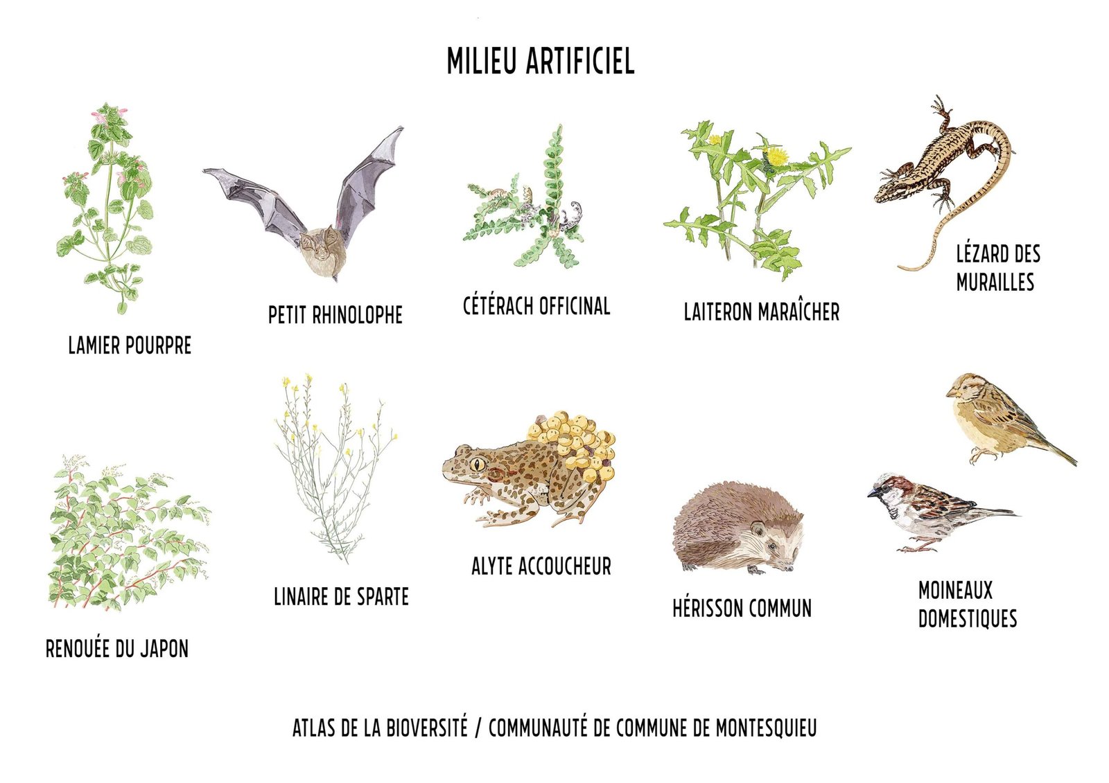 Illustration pédagogique aquarelle / Communauté de commune de Montesquieu