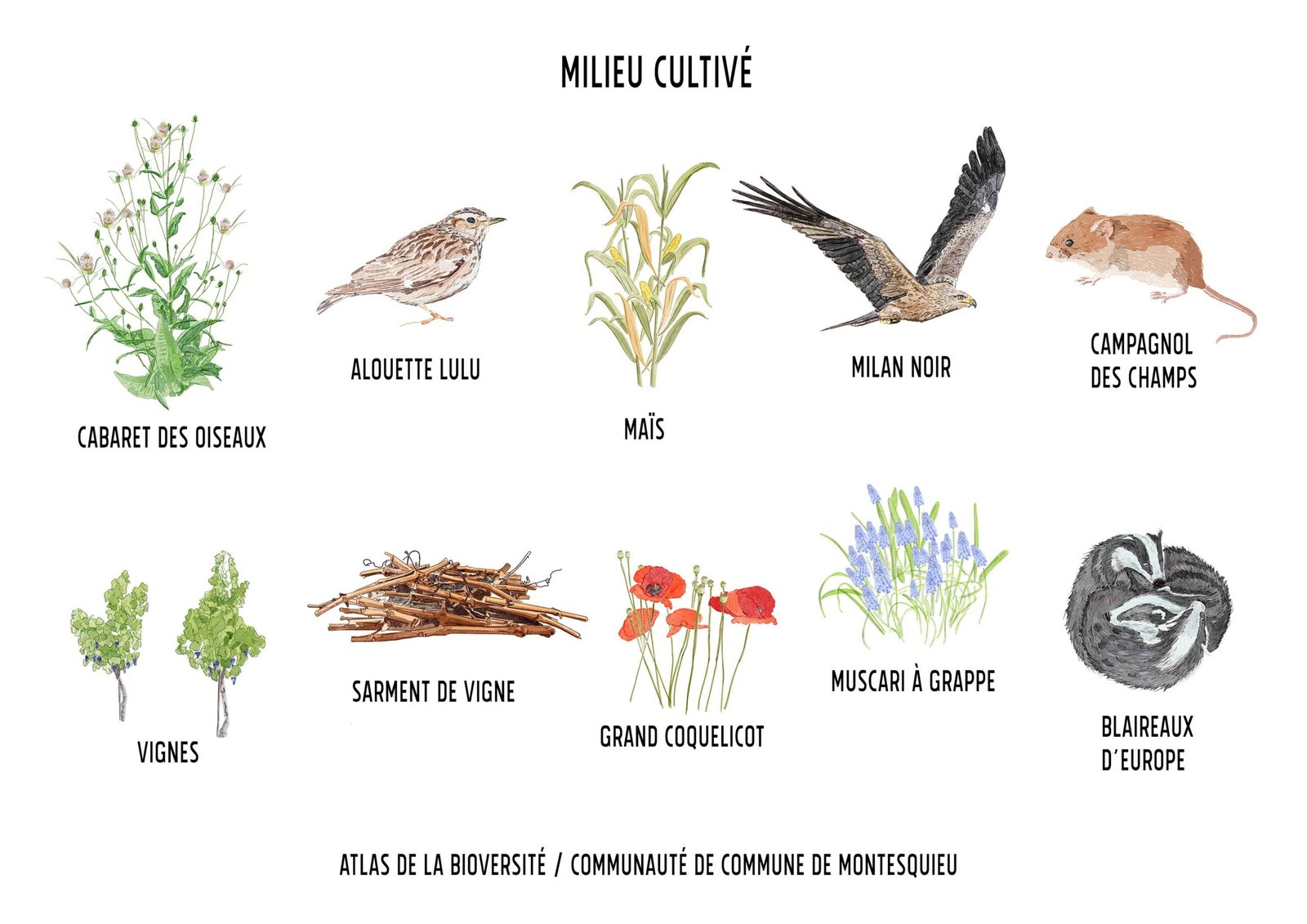 Atlas de la biodiversité / Communauté de commune de Montesquieu / Aquarelle numérique