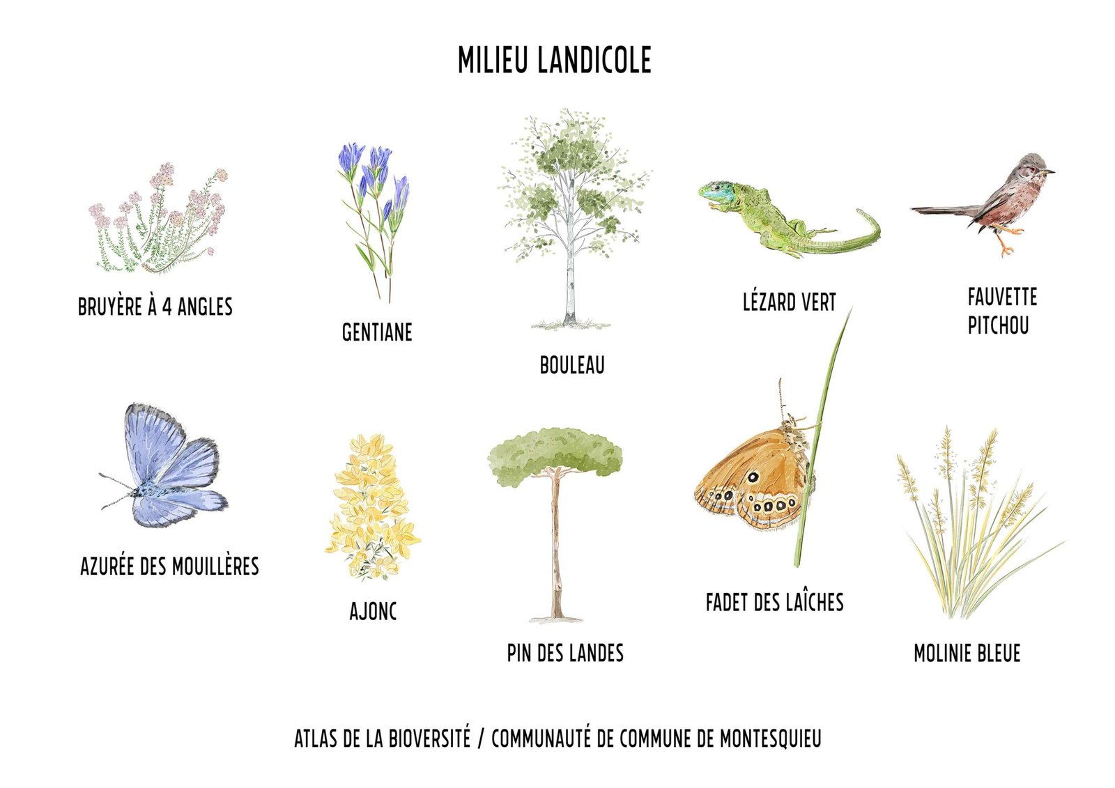 Atlas de la biodiversité / Communauté de commune de Montesquieu / Aquarelle numérique