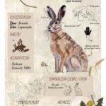 Lièvre d'Europe /Photoshop / Affiche naturaliste