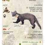 Martre des Pins /Photoshop / Affiche naturaliste