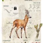Affiche scientifique naturaliste - Le Chevreuil
