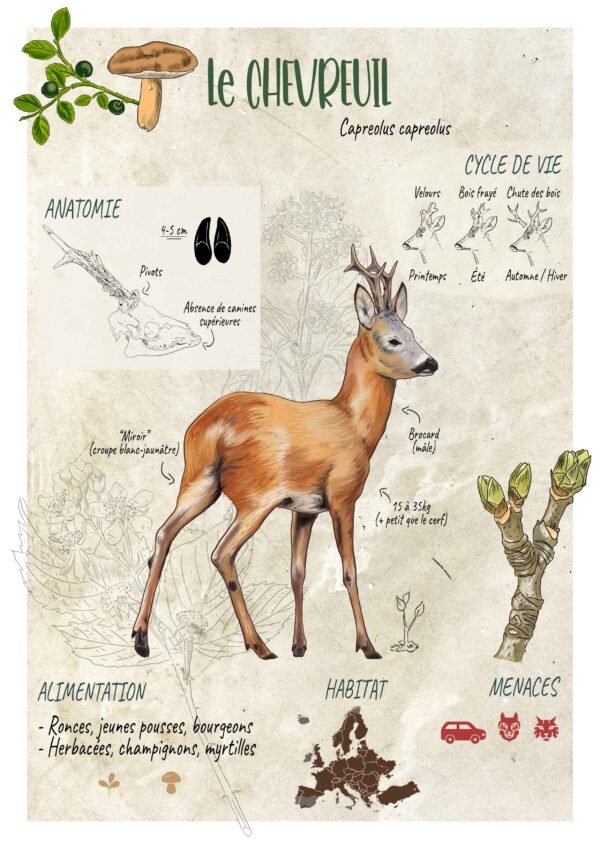 Affiche scientifique naturaliste - Le Chevreuil