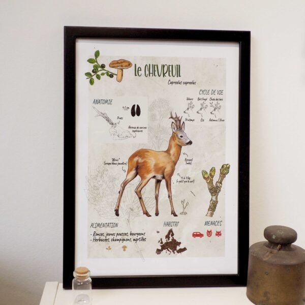 Affiche scientifique naturaliste - Le Chevreuil