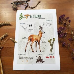 Affiche scientifique naturaliste - Le Chevreuil