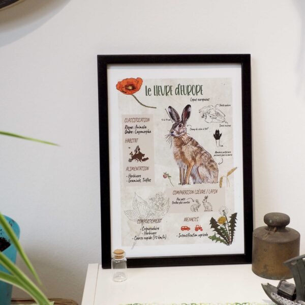 Affiche scientifique naturaliste - Lièvre d'Europe