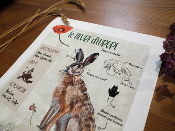 Affiche scientifique naturaliste - Lièvre d'Europe
