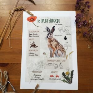 Affiche scientifique naturaliste - Lièvre d'Europe