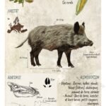 Affiche scientifique naturaliste - Le sanglier