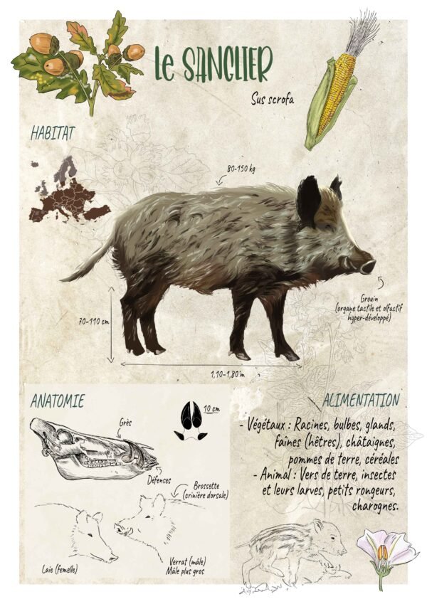 Affiche scientifique naturaliste - Le sanglier
