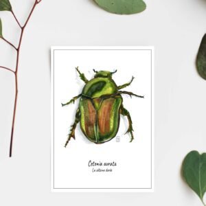 Carte postale - Cétoine dorée