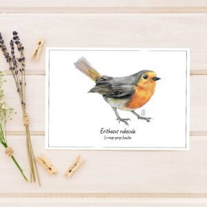 Carte postale - Le rouge-gorge