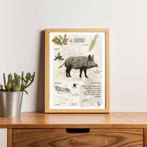 Affiche scientifique naturaliste - Le sanglier