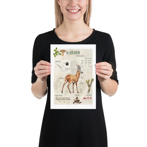 Affiche scientifique naturaliste - Le Chevreuil