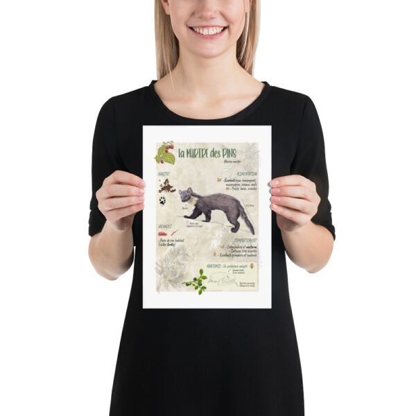 Affiche scientifique naturaliste - La martre des pins