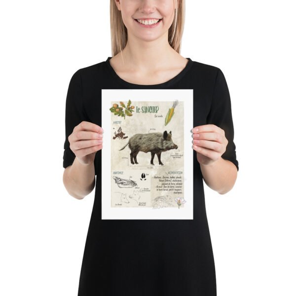 Affiche scientifique naturaliste - Le sanglier