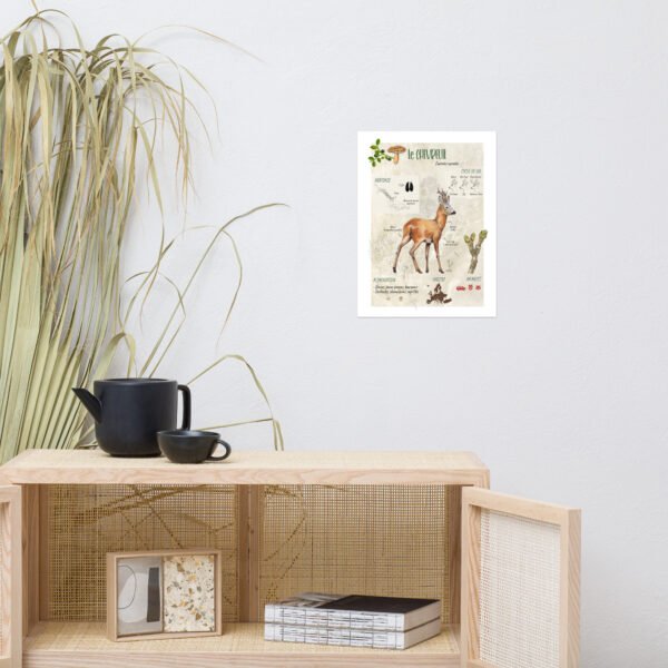 Affiche scientifique naturaliste - Le Chevreuil