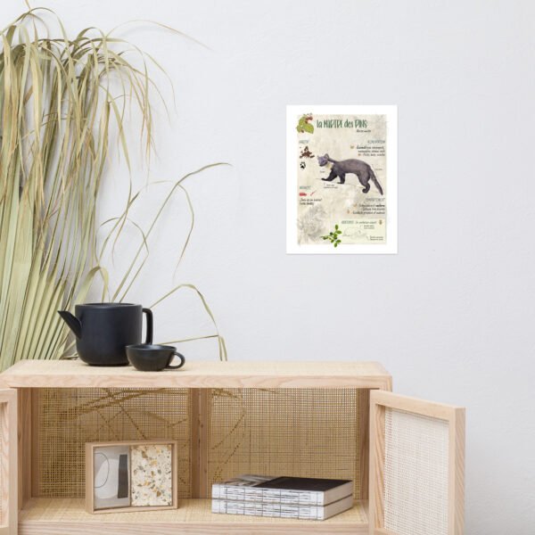 Affiche scientifique naturaliste - La martre des pins