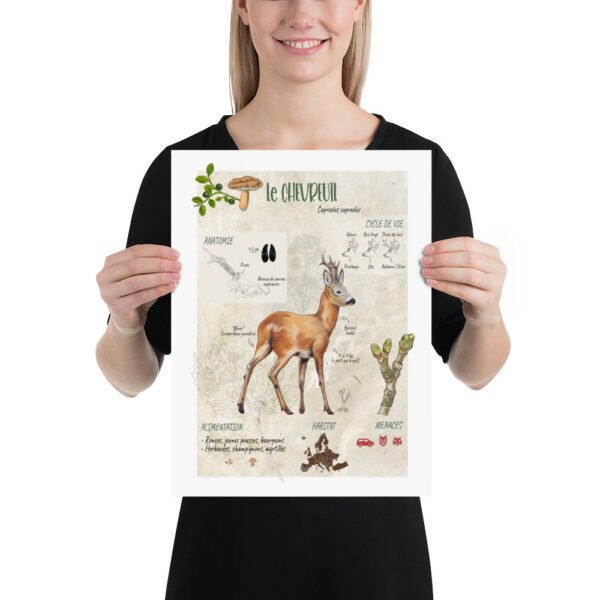 Affiche scientifique naturaliste - Le Chevreuil