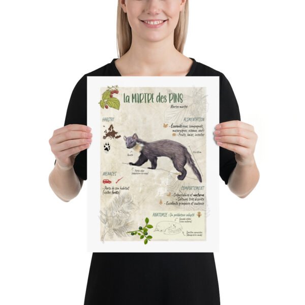 Affiche scientifique naturaliste - La martre des pins