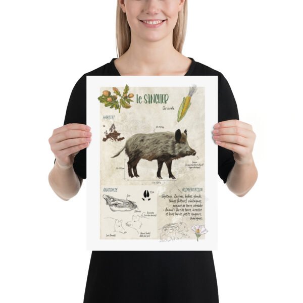 Affiche scientifique naturaliste - Le sanglier