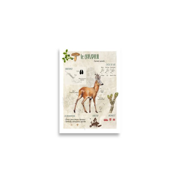 Affiche scientifique naturaliste - Le Chevreuil