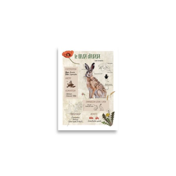 Affiche scientifique naturaliste - Lièvre d'Europe