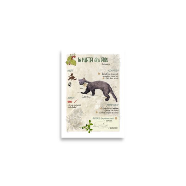 Affiche scientifique naturaliste - La martre des pins