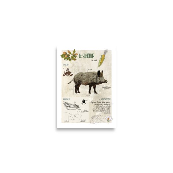 Affiche scientifique naturaliste - Le sanglier