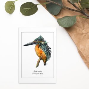 Carte postale - Martin pêcheur d'Europe