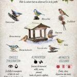 Affiche scientifique naturaliste - Les oiseaux de Lorraine à nourrir en hiver