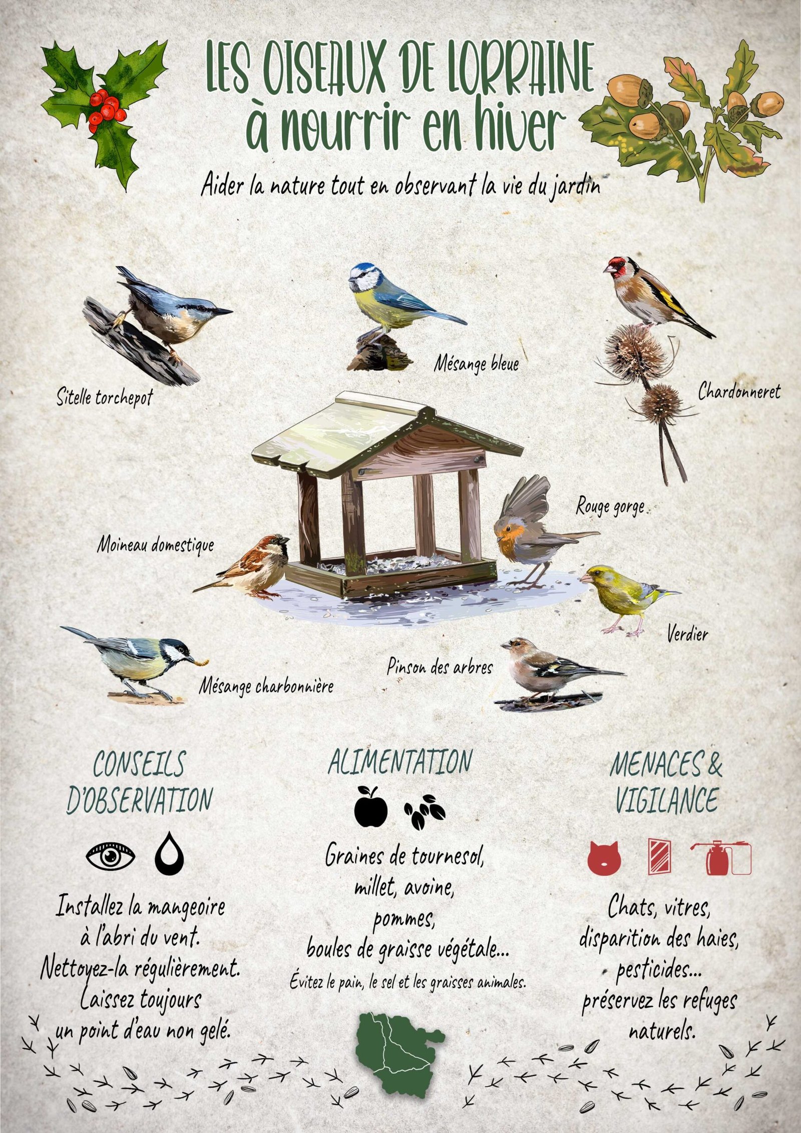 Affiche scientifique naturaliste - Les oiseaux de Lorraine à nourrir en hiver