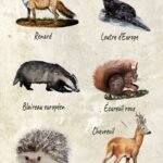 Pack de 6 - Mammifères typiques de Lorraine