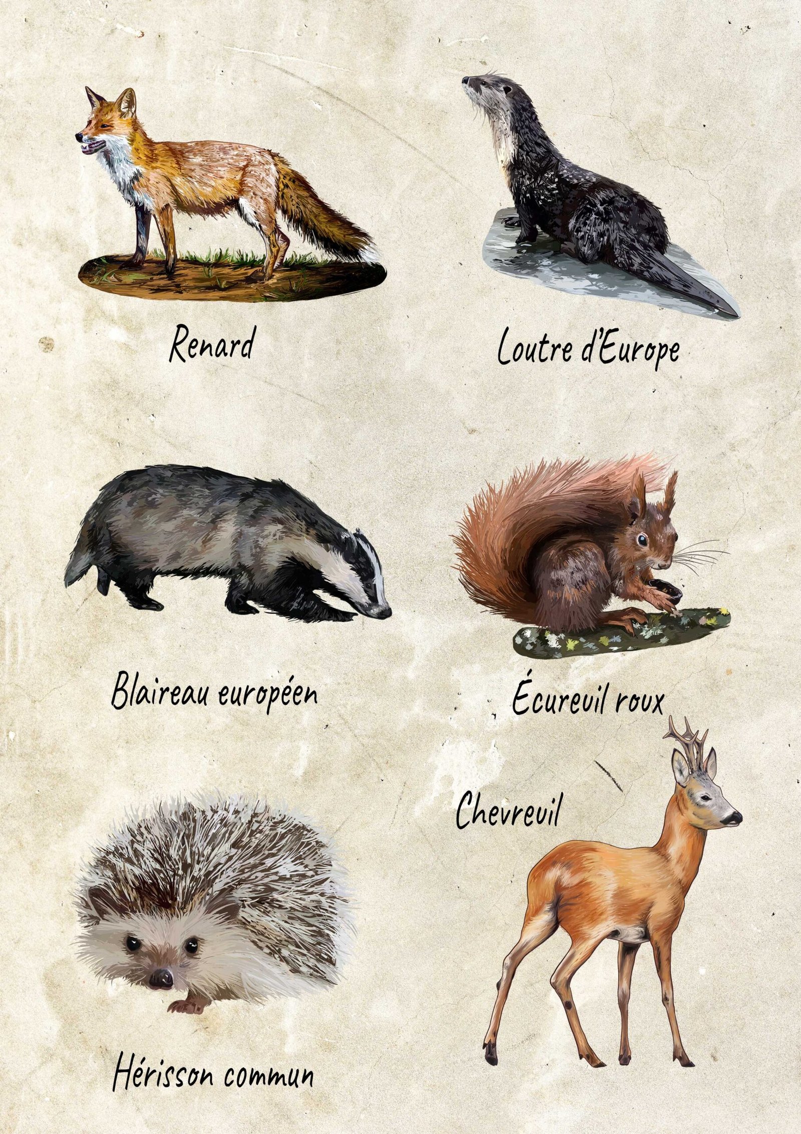 Pack de 6 - Mammifères typiques de Lorraine