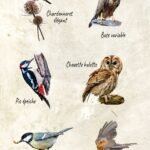 Pack de 6 "Oiseaux emblématiques de Lorraine"