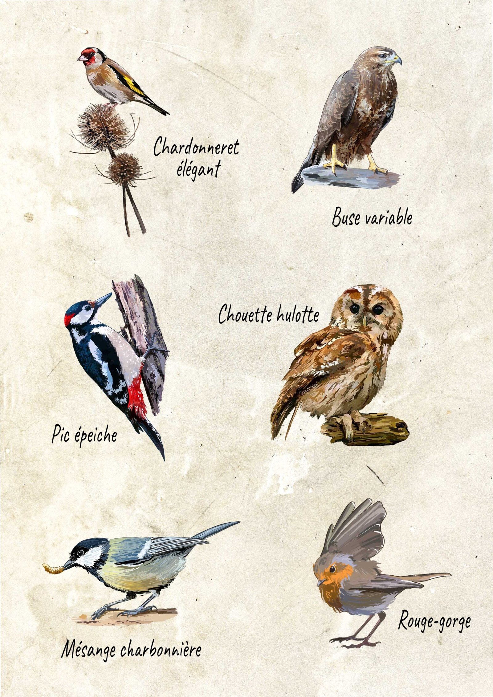 Pack de 6 "Oiseaux emblématiques de Lorraine"