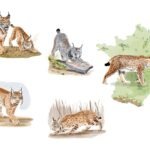Illustrations aquarelle numérique / Livre "Éperdument Lynx" à paraître / Éditions Artémis