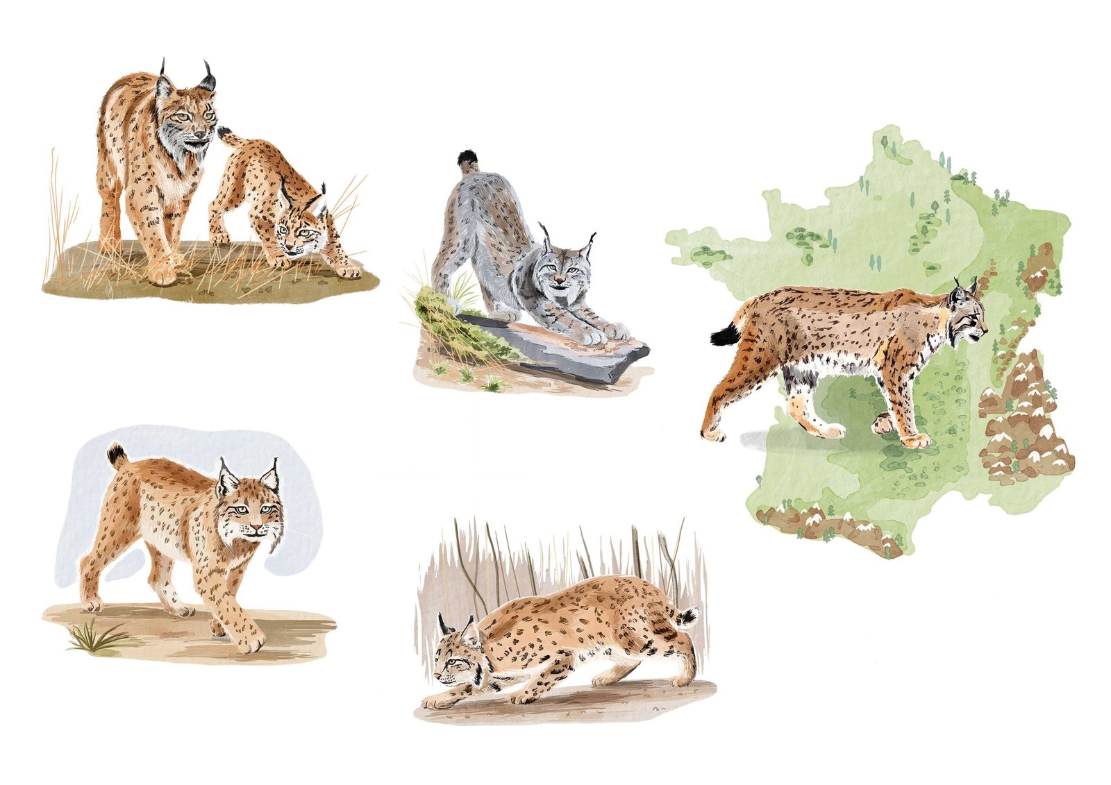 Illustrations aquarelle numérique / Livre "Éperdument Lynx" à paraître / Éditions Artémis