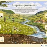 Poster "Les prairies permanentes" - Parc Naturel Régional de Lorraine - Photoshop