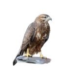 Buse variable - Bestiaire local Lorraine - Photoshop