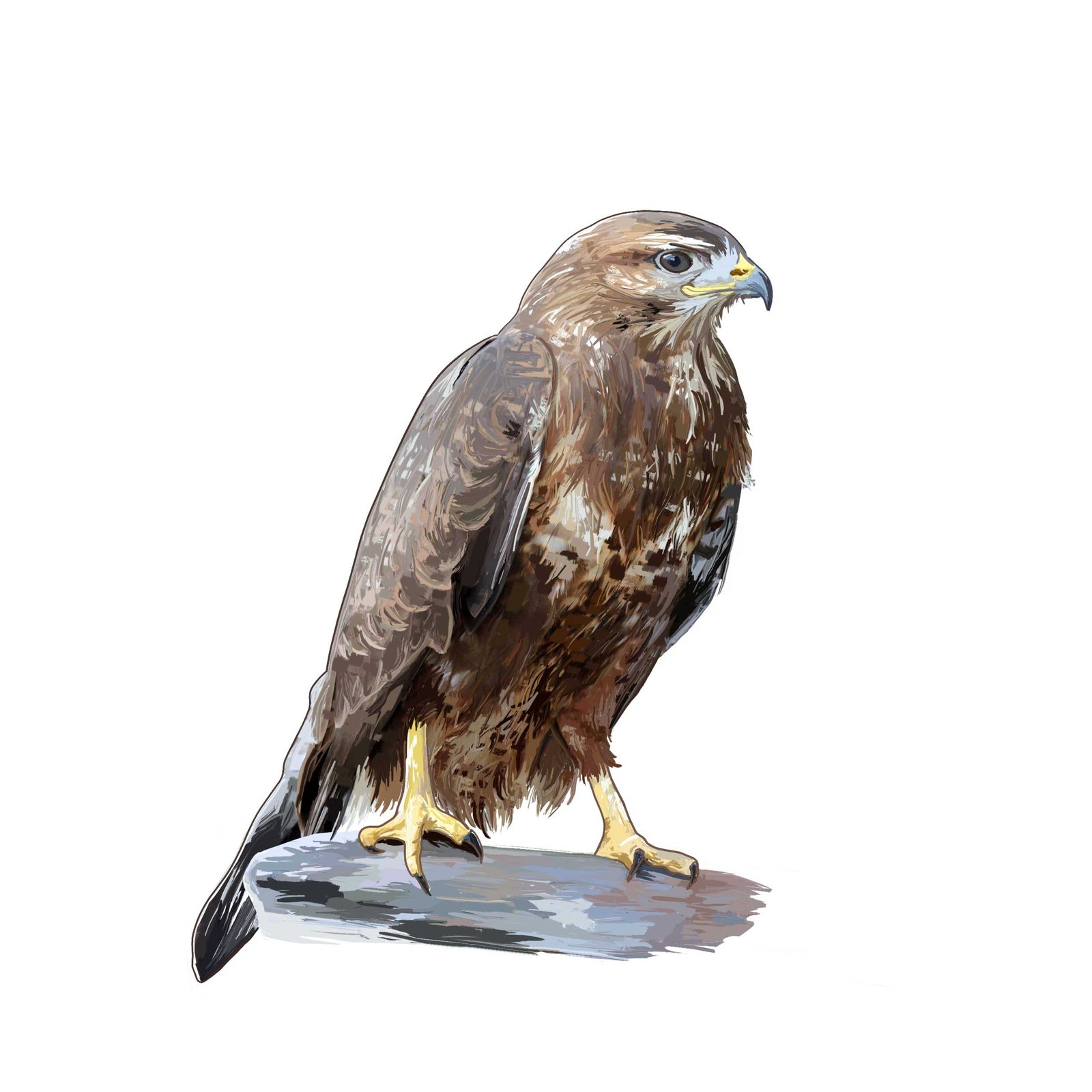 Buse variable - Bestiaire local Lorraine - Photoshop