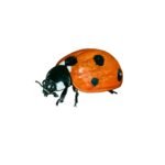 Coccinelle - Bestiaire local Lorraine - Photoshop