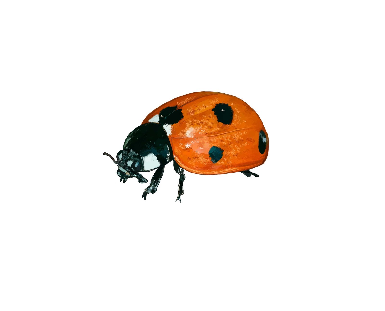 Coccinelle - Bestiaire local Lorraine - Photoshop
