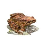 Grenouille rousse - Photoshop