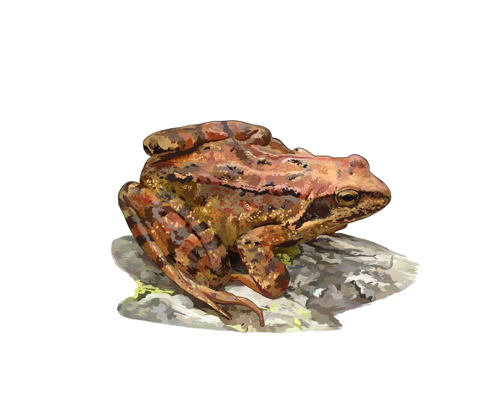 Grenouille rousse - Photoshop Grenouille rousse - Photoshop
