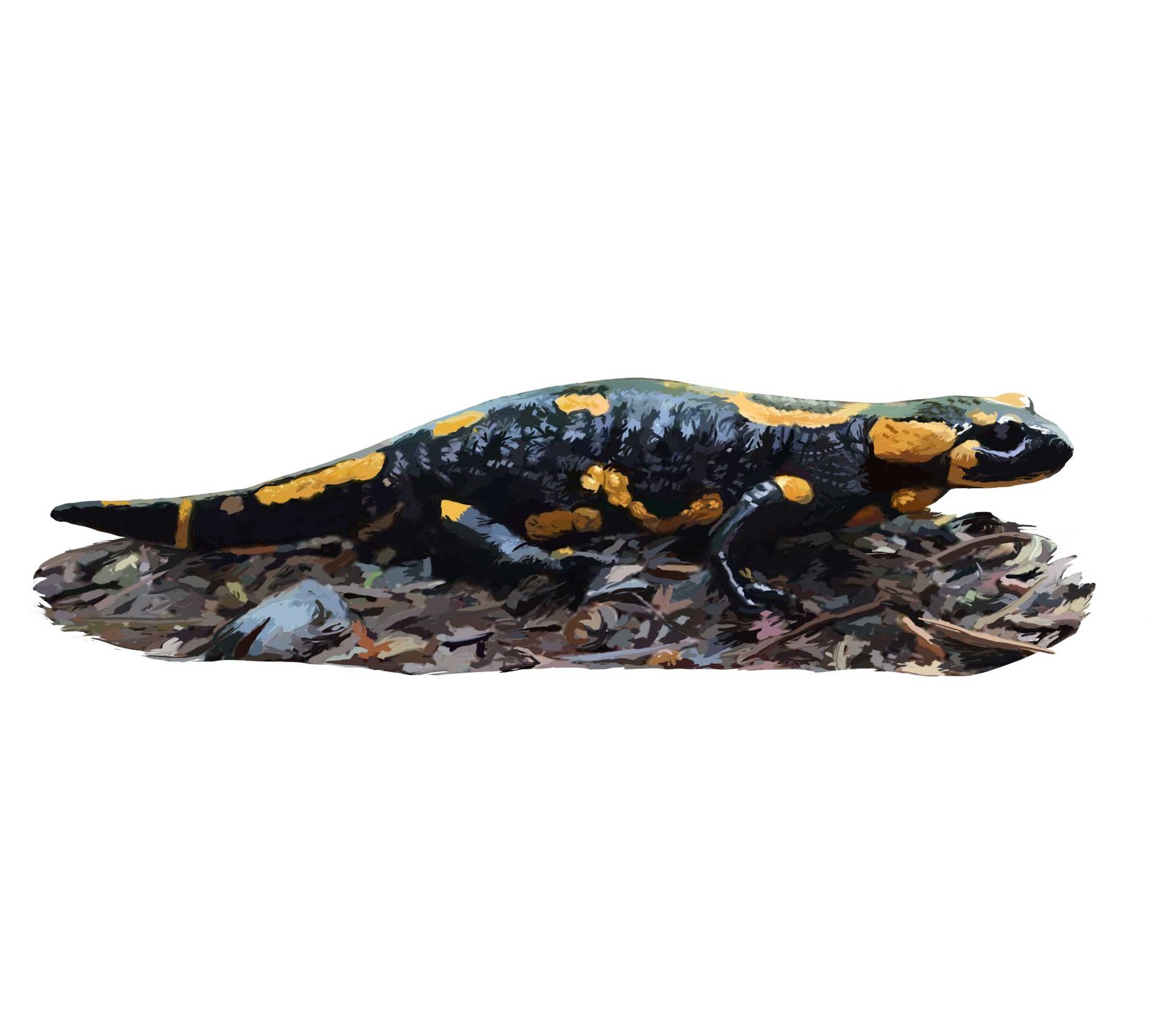 Salamandre tachetée - Bestiaire local Lorraine - Photoshop
