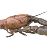 Ecrevisse à pieds blancs - Photoshop