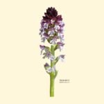 Orchis brûlé - Photoshop