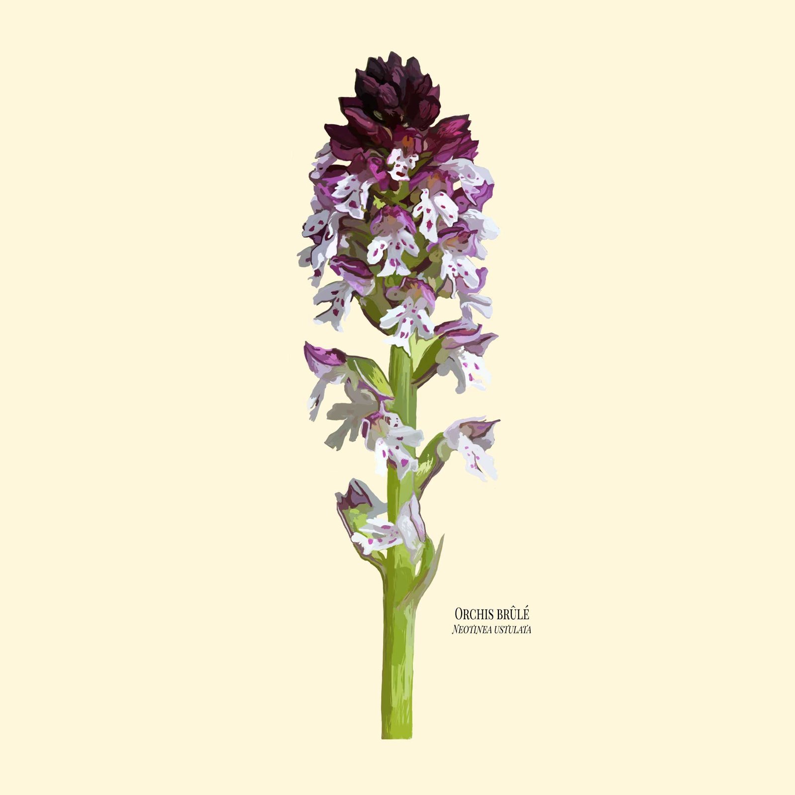 Orchis brûlé - Photoshop